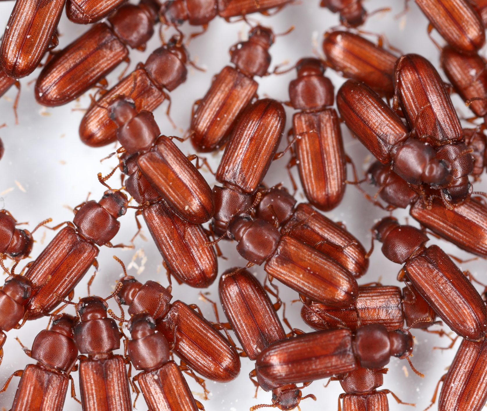 Receive help with Commodity Fumigation from The Fumigation Company image shows group of confused flour beetles