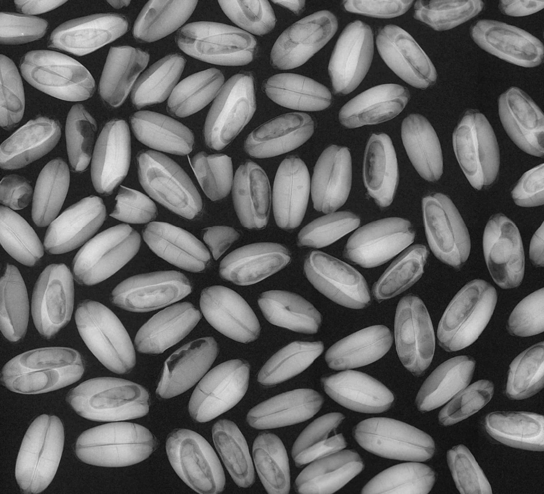 Receive Commodity Fumigation expertise from The Fumigation Company image shows CT scan of wheat