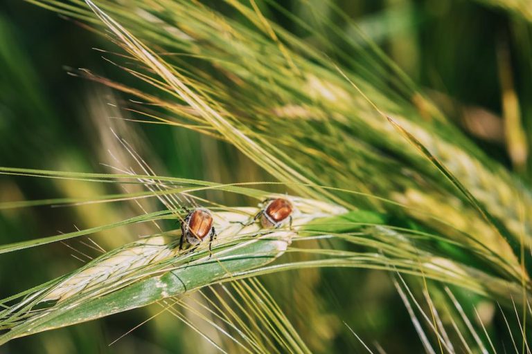 Receive professional Grain Fumigation to tackle pests from The Fumigation Company image shows beetles on wheat