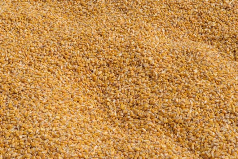 Receive professional services for Fumigating Grain Bins from The Fumigation Company image shows corn grain